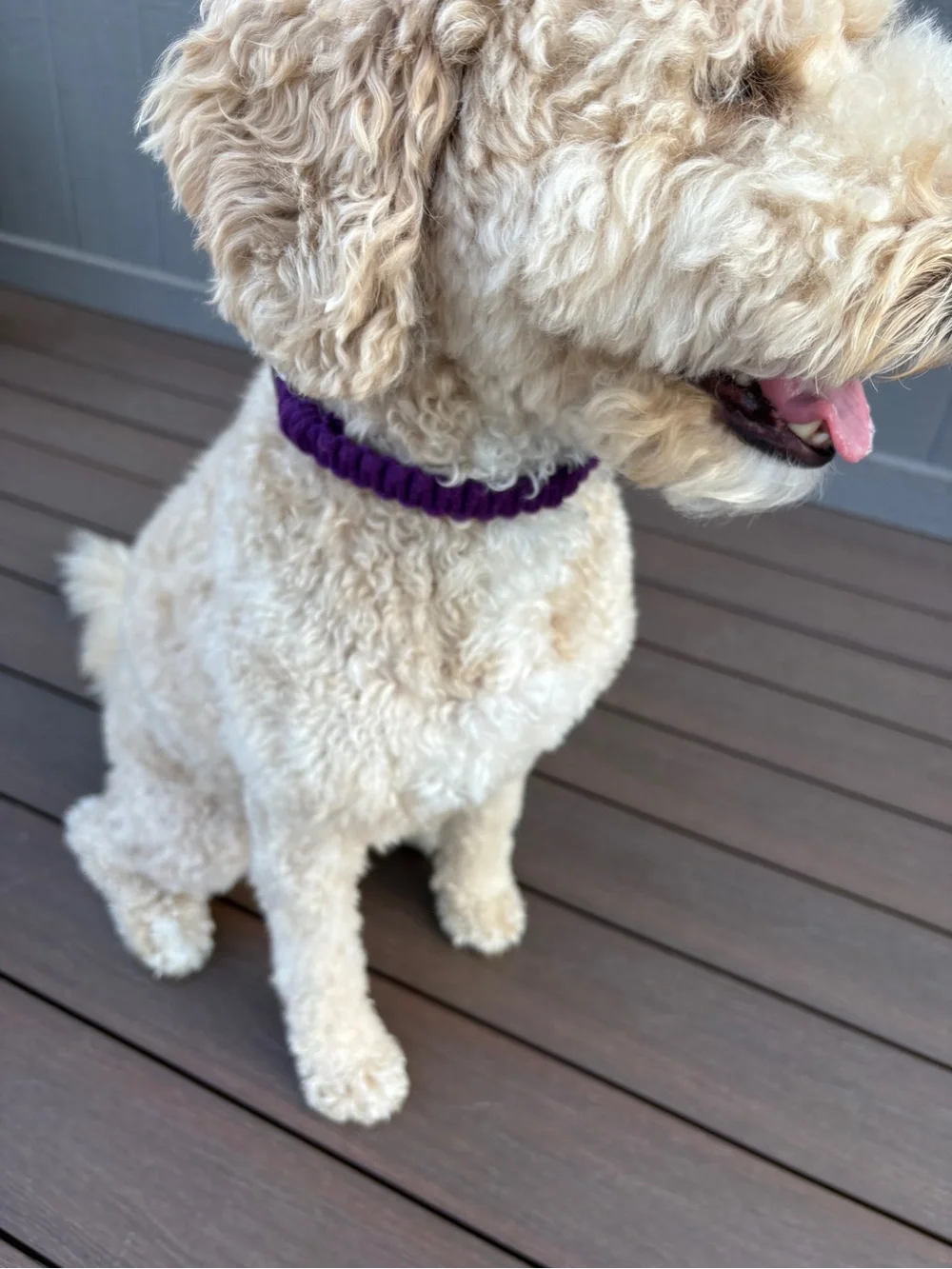 Purple Dog Collar - Size M 18”